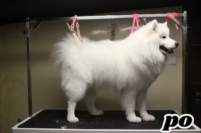 Salon pielęgnacji zwierząt u Bruna GROOMER